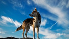 Landscapes nature Animals Dogs Siberian Husky national 