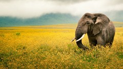 Landscapes nature Animals elephants fields national geographic 