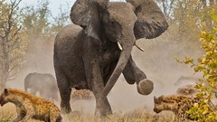 Landscapes nature Animals elephants national geographic hyenas 