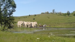 Landscapes nature Animals elephants ponds