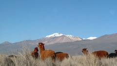 Landscapes nature Animals fields