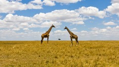 Landscapes nature Animals Giraffes national geographic Kenya