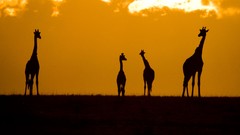 Landscapes nature Animals Giraffes silhouettes sunlight 