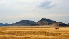 Landscapes nature Animals hills Horses running wildlife