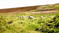 Landscapes nature Animals hills sheep Scotland fields