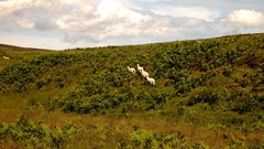 Landscapes nature Animals hills sheep Scotland fields HDR 