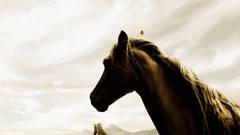 Landscapes nature Animals Horses
