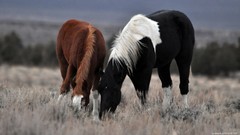 Landscapes nature Animals Horses eating