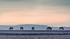 Landscapes nature Animals Horses fields