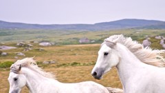 Landscapes nature Animals Horses Ireland national geographic 