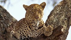 Landscapes nature Animals Leopards