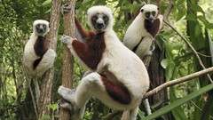 Landscapes nature Animals Madagascar lemur national park baby 