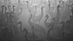 Landscapes nature Animals Mountains Birds national geographic 