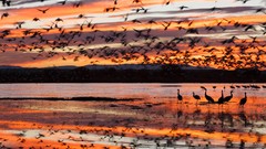 Landscapes nature Animals Mountains Birds national geographic 