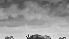 Landscapes nature Animals Mountains Birds national geographic 