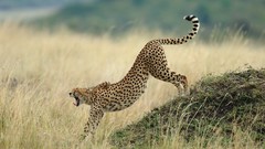 Landscapes nature Animals Mountains Birds national geographic 