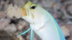 Landscapes nature Animals Mountains Birds national geographic 