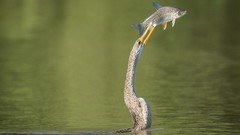 Landscapes nature Animals Mountains Birds national geographic 