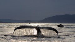 Landscapes nature Animals Mountains Birds national geographic 