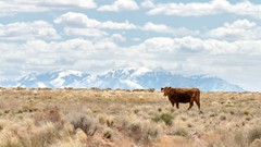 Landscapes nature Animals Mountains clouds Utah Cows USA fields 