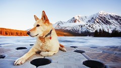 Landscapes nature Animals Mountains Dogs Mammals