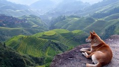 Landscapes nature Animals Mountains Dogs scenic