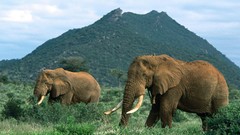 Landscapes nature Animals Mountains elephants