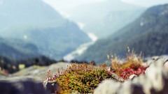 Landscapes nature Animals Mountains moss depth of field 