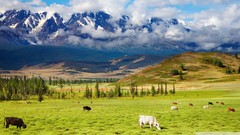 Landscapes nature Animals Mountains pasture cattle