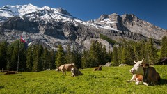 Landscapes nature Animals Mountains switzerland Cows