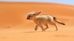 Landscapes nature Animals national geographic morocco fennec 