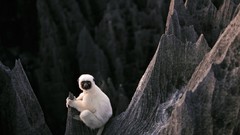 Landscapes nature Animals national geographic National