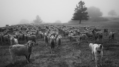 Landscapes nature Animals national geographic National