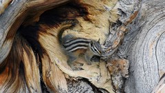 Landscapes nature Animals national geographic National