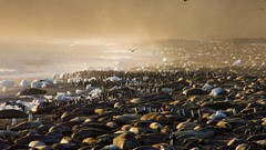 Landscapes nature Animals national geographic National