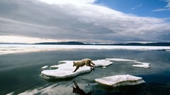 Landscapes nature Animals national geographic National