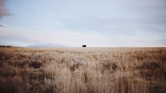 Landscapes nature Animals outdoors wildlife bison