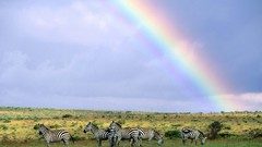 Landscapes nature Animals rainbows