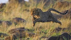Landscapes nature Animals running cheetahs Kenya mara