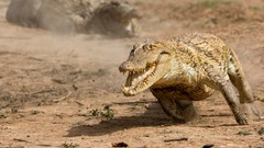 Landscapes nature Animals running Crocodiles Reptiles national 