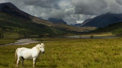 Landscapes nature Animals Scotland United Kingdom fields ponies