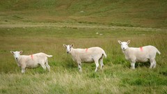 Landscapes nature Animals sheep