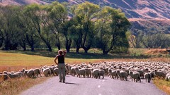 Landscapes nature Animals sheep shepherd roads