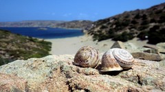 Landscapes nature Animals snails molluscs