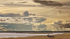 Landscapes nature Animals stag