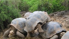 Landscapes nature Animals turtles