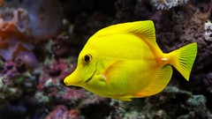 Landscapes nature Animals wall fish