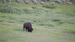 Landscapes nature Animals Wyoming Yellowstone National Park USA 