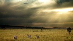 Landscapes nature Animals zebras sunlight