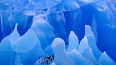 Landscapes nature Antarctica Chinstrap Penguins